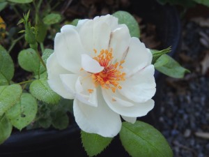 JACQUELINE DU PRE (floribunda)